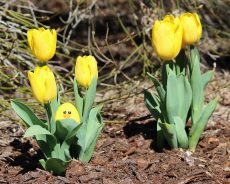 Eggciting Easter Events in the Tri-Cities Eggciting Easter Events in the Tri-Cities